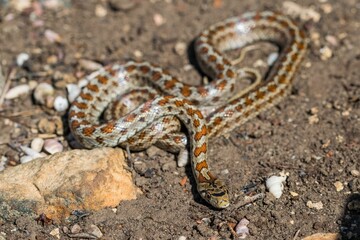 Young leopard snake, Zamenis situla, is found in Malta where it is called Lifgha.