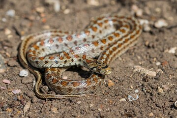 Young leopard snake, Zamenis situla, is found in Malta where it is called Lifgha.