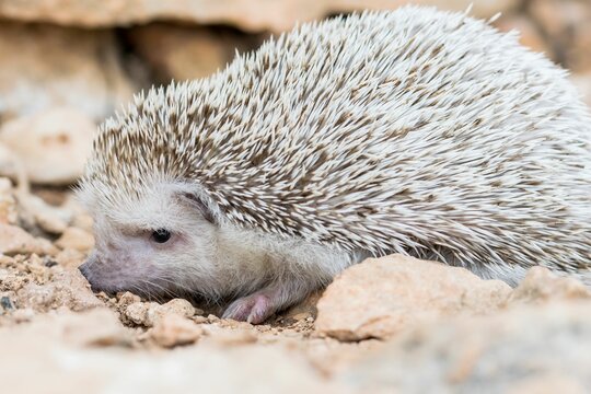 Algerian Hedgehog (Atelerix algirus) in the Maltese countryside, a native species of Malta.