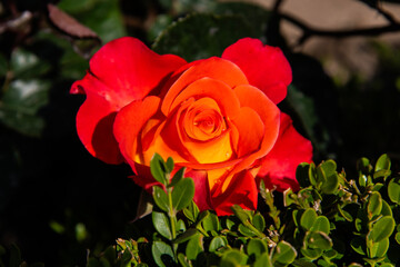 close-up of the rose in orange color at the garden