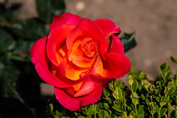 close-up of the rose in orange color at the garden