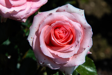 pink rose in the garden