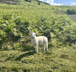 Obraz premium A lamb in a meadow on the shore of Loch Ness, Scotland