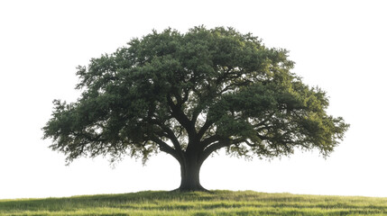 Fototapeta premium Green tree isolated on white background