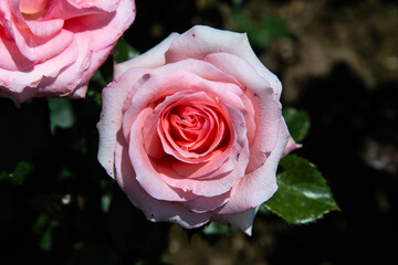 pink rose in the garden