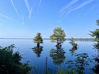 Trees on the lake in the Great Dismal Swamp, Virginia