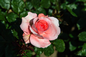 pink rose in the garden
