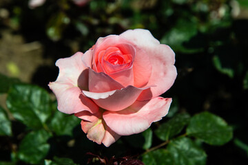 pink rose in the garden