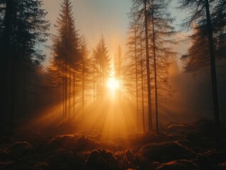 Sun rays pierce through misty forest, illuminating tall pines. Perfect for illustrating serenity, nature, or mystical themes.