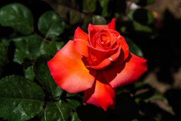 close-up of the rose in orange color at the garden
