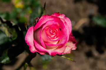 pink rose in the garden