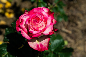 pink rose in the garden