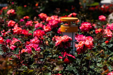 roses and lamp in the garden