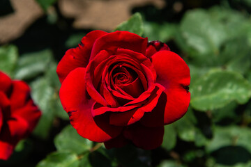 red rose in the garden