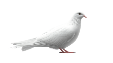 white pigeon isolated on white background 