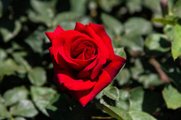 red rose in the garden