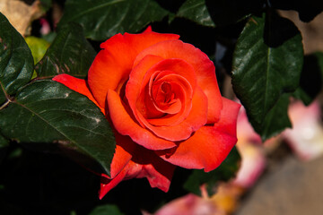 close-up of the rose in orange color at the garden