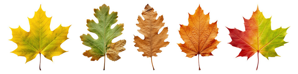 Obraz premium Autumn leaf png cut out element set, transparent background