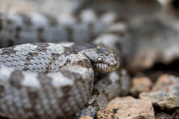 European Cat snake (Telescopus Fallax) or Soosan Snake, on the island of Malta.