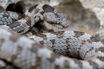 European Cat snake (Telescopus Fallax) or Soosan Snake, on the island of Malta.