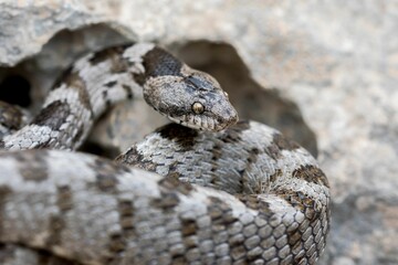 Obraz premium European Cat snake (Telescopus Fallax) or Soosan Snake, on the island of Malta.