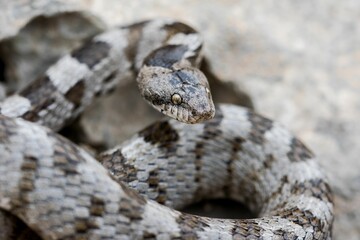 European Cat snake (Telescopus Fallax) or Soosan Snake, on the island of Malta.