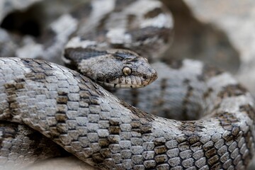 European Cat snake (Telescopus Fallax) or Soosan Snake, on the island of Malta.