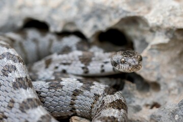 European Cat snake (Telescopus Fallax) or Soosan Snake, on the island of Malta.