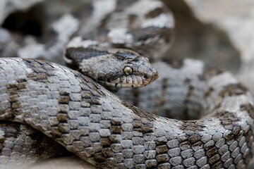 European Cat snake (Telescopus Fallax) or Soosan Snake, on the island of Malta.