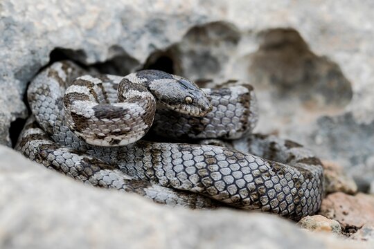 European Cat snake (Telescopus Fallax) or Soosan Snake, on the island of Malta.