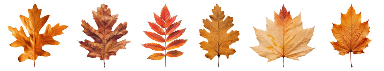 Obraz premium Autumn leaf png cut out element set, transparent background
