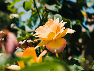 Obraz premium Close up of a rose