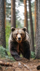 Obraz premium A majestic bear walking through a forest, surrounded by tall trees and greenery.