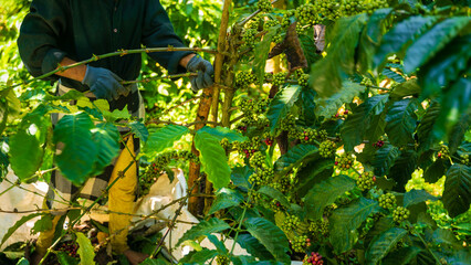 Obraz premium picking coffee seeds on the farmland