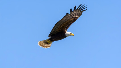 Fototapeta premium american bald eagle
