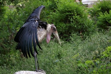 羽を広げたアフリカハゲコウ