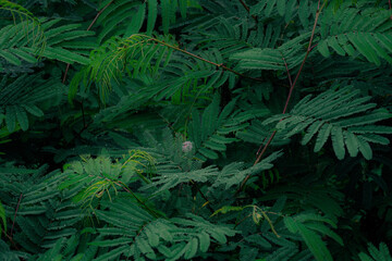 fern in the forest
