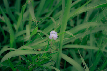 flowers among the green grass