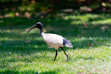 Naklejka premium Black-necked Stork in Darwin, Australia