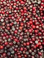 Mountain fresh organic huckleberries