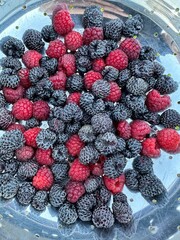 Mix of organic black raspberries and red raspberries