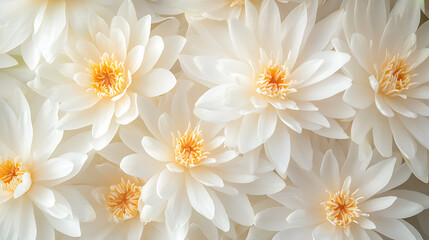 Lotus, wallpaper, the beauty of natural aquatic flowers