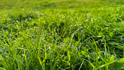 Background natural fresh green grass and clover leaves close up. Luminous dewy lawn, spring freshness, nature detail with morning light concept for design and print.