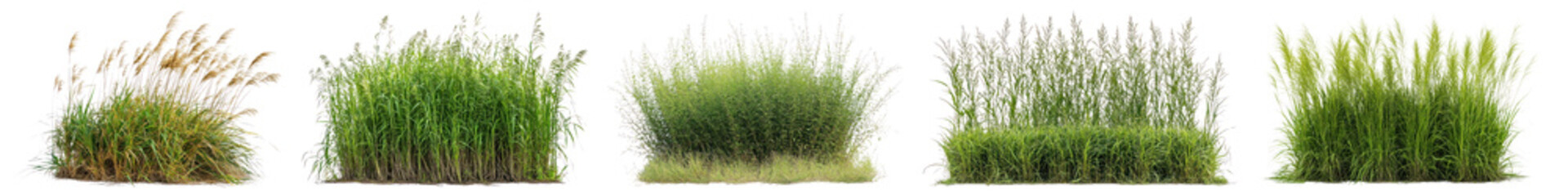 PNG Lush ornamental grasses in variety, element set on transparent background