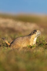 Prairie dog alert! Wildlife in its natural habitat. Beautiful detail. Badlands National Park, Interior, South Dakota, USA.