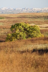 Fototapeta premium Autumnal tree stands out against a backdrop of golden prairie grasses and distant badlands. Nature's beauty. Badlands National Park, Interior, South Dakota, USA.