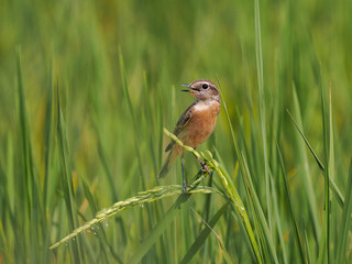Eastern Stonechat on Rice fields