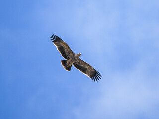 Imperial Eagle flying on sunset sky abstract background. Animal and freedom concept.