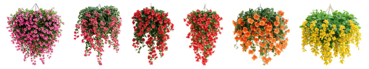 PNG Vibrant hanging flower baskets display, element set on transparent background