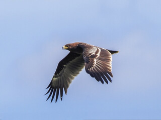 Greater Spotted Eagle fly on sky.